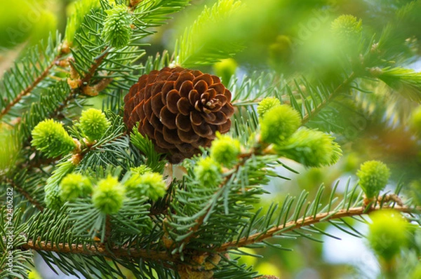 Fototapeta Bright needles