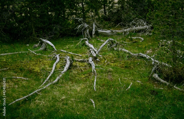 Fototapeta Silver Trees 03. A forest still life of silver fallen barkless tree trunks and branches making interesting lines on the forest floor. Yellowstone National Park Wyoming USA 2005