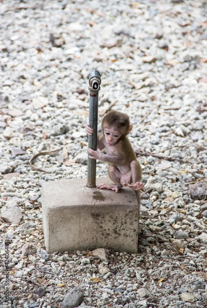 Obraz little monkey