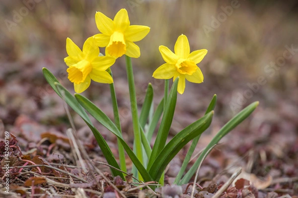 Obraz spring yellow daffodils in nature