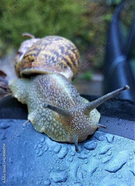 Obraz snail
