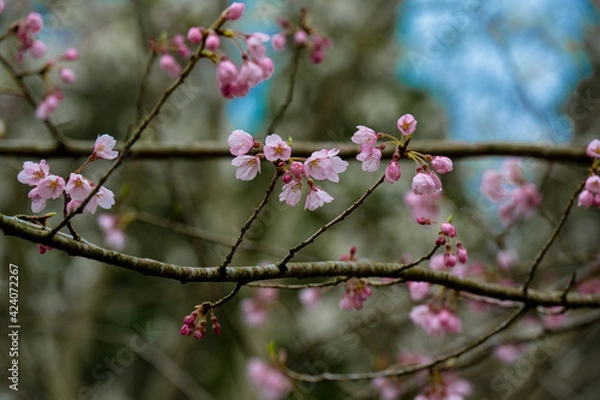 Fototapeta 八面山の山桜