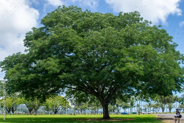 Fototapeta ハワイ島の情景