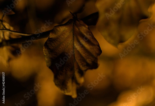 Fototapeta dry leaves of the beech tree