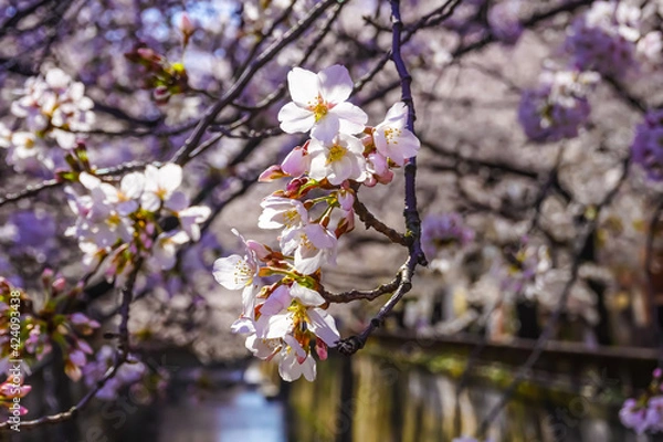 Obraz Cherry Blossoms