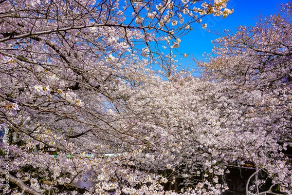 Obraz Cherry Blossoms