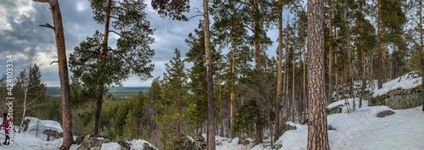 Obraz pine tree branches