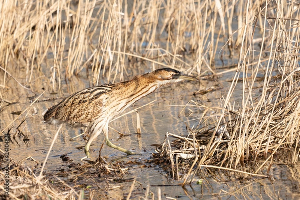 Fototapeta Butor étoilé