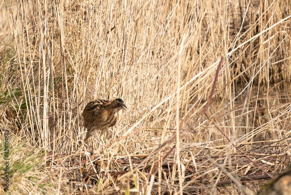 Fototapeta Butor étoilé