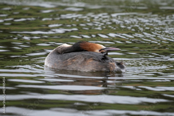 Fototapeta Grèbe huppée