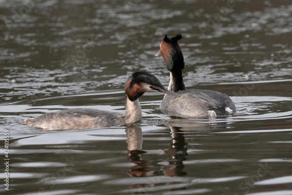 Fototapeta Grèbe huppé