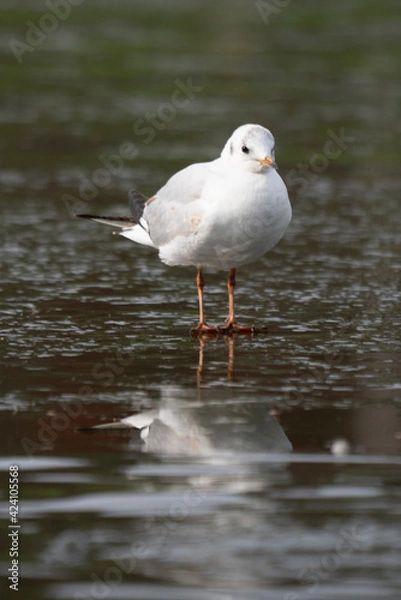 Fototapeta mouette