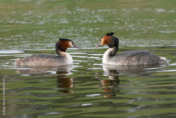 Fototapeta Grèbe huppé