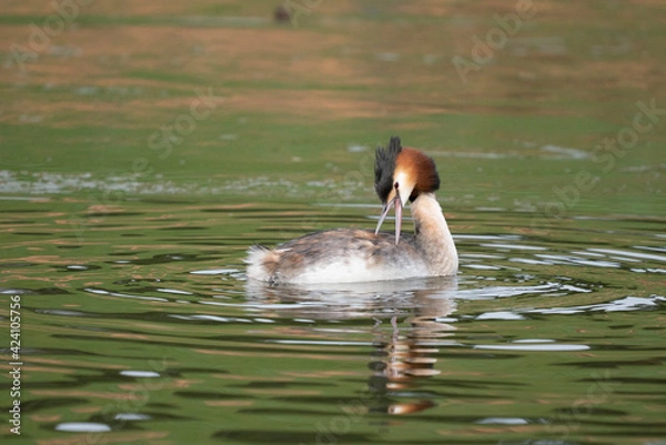 Fototapeta Grèbe huppé