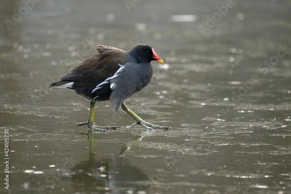 Fototapeta poule d'eau