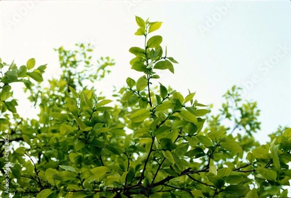 Obraz 하늘을 향한 감나무