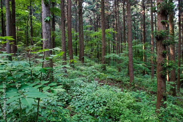 Obraz 산속의 나무숲에서 휴식을