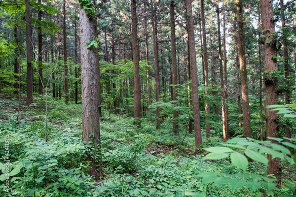Obraz 산속의 나무숲에서 휴식을