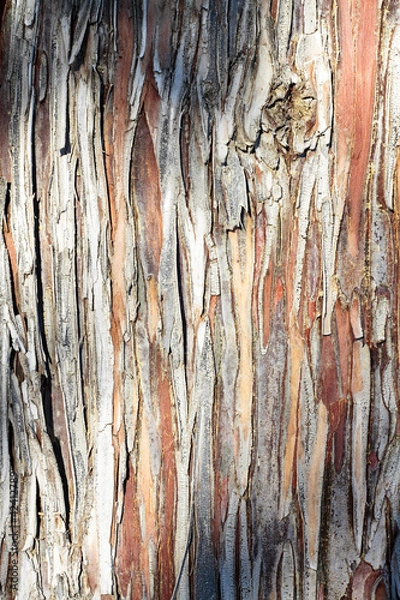 Fototapeta scene tree bark texture