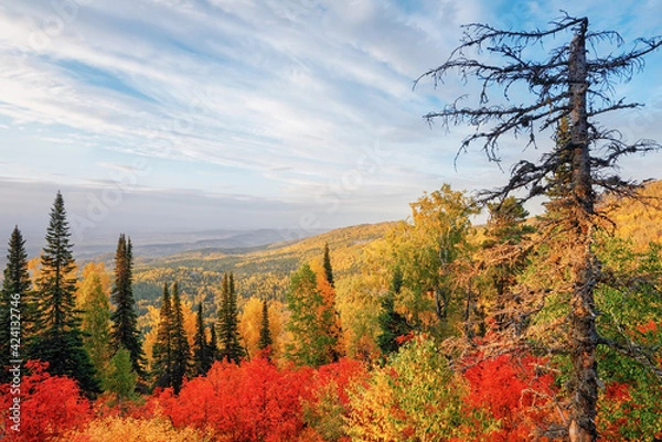 Obraz View of the mountain taiga in the autumn forest among colorful trees in the mountains in bright sunny weather in Kolyvan, Altai