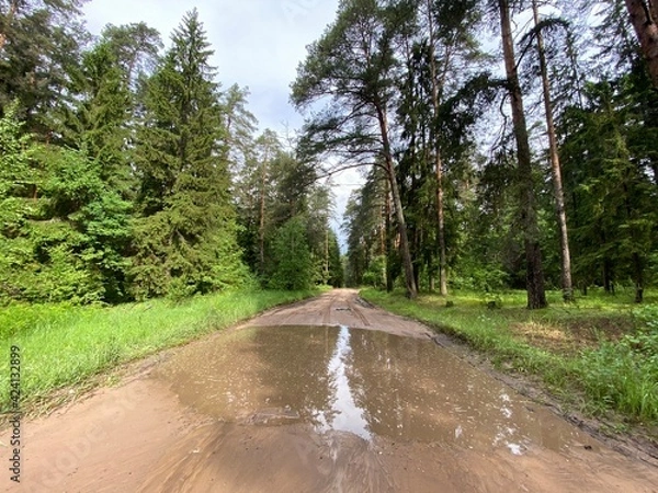 Obraz forest природа лес