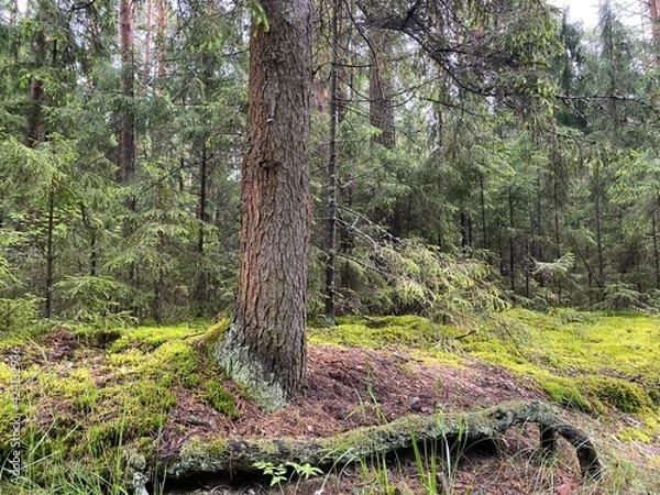 Obraz tree in the forest