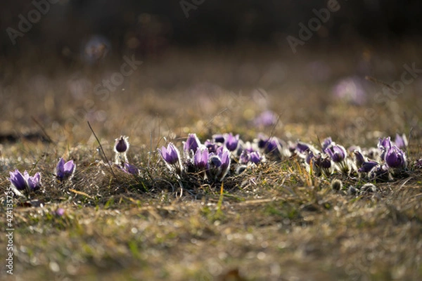Obraz Pasque Flowers in the Springtime
