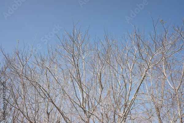 Obraz branches against blue sky