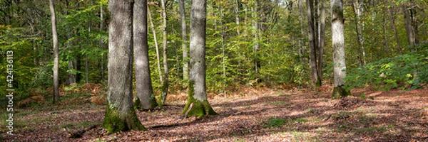 Obraz Foret en automne
