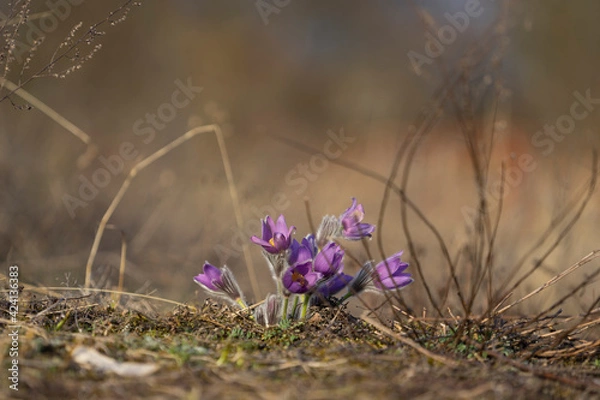 Obraz Pasque Flowers in the Springtime