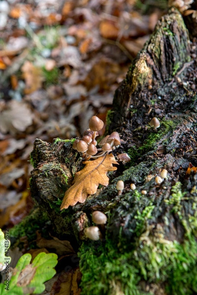 Obraz Champignon en automne