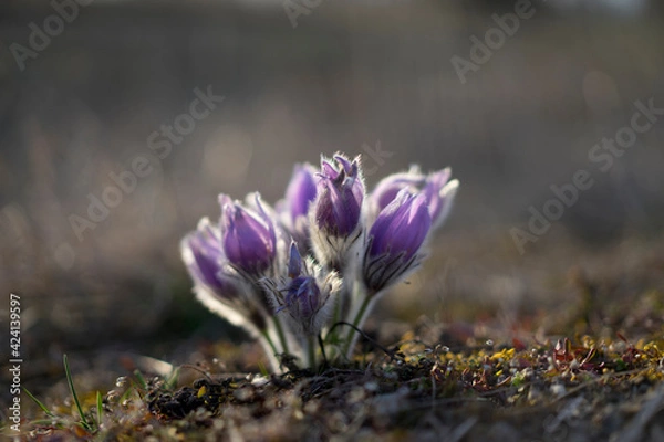 Obraz Pasque Flowers in the Springtime