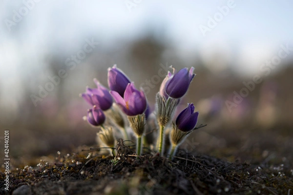 Obraz Pasque Flowers in the Springtime