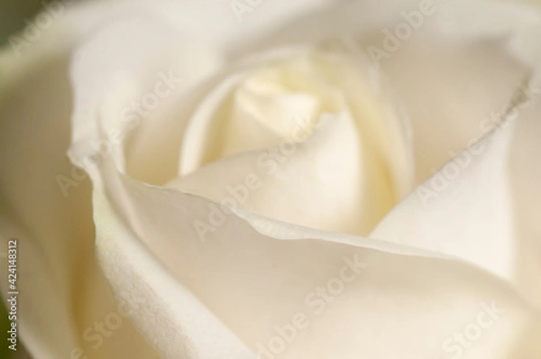 Obraz Rose flower fragment macro shot