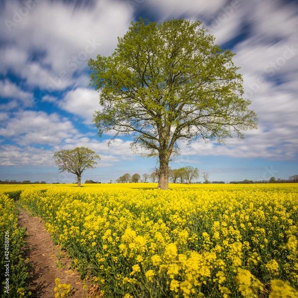 Obraz Rapsfeld am Morgen