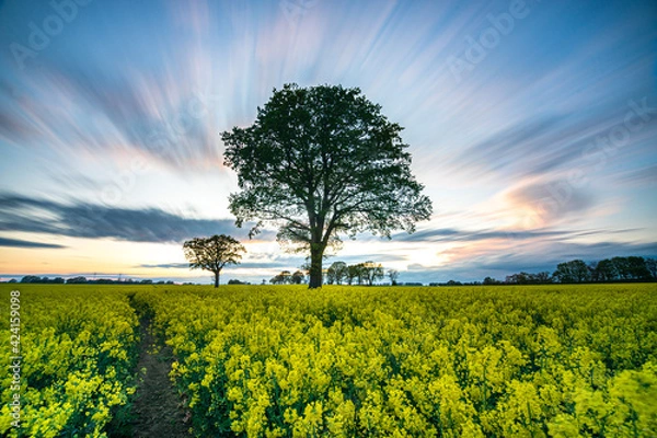 Obraz Langzeitbeichtung Rapsfeld