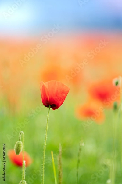 Fototapeta Mohnblume