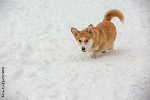 Obraz cute welsh corgi plays in snow