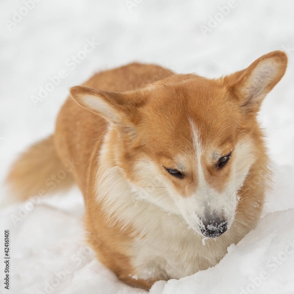 Obraz cute welsh corgi plays in snow