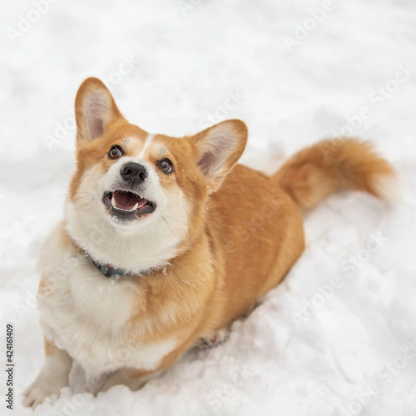 Obraz cute welsh corgi plays in snow