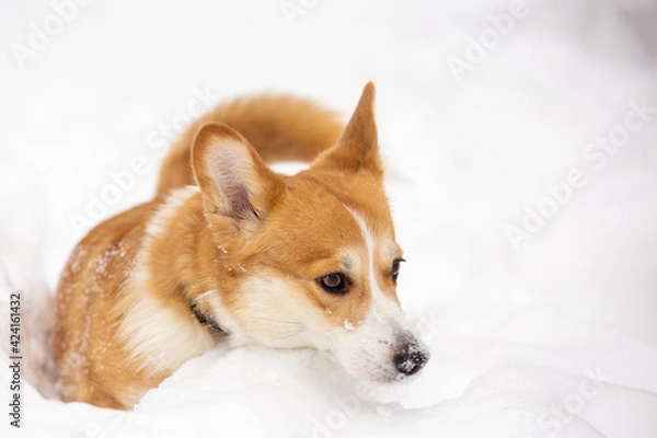 Obraz cute welsh corgi plays in snow