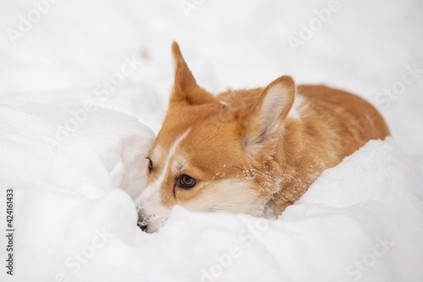 Obraz cute welsh corgi plays in snow