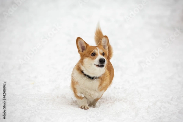 Obraz cute welsh corgi plays in snow