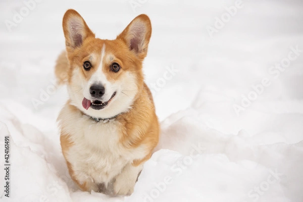 Obraz cute welsh corgi plays in snow