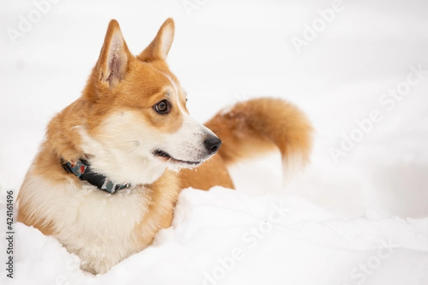 Obraz cute welsh corgi plays in snow