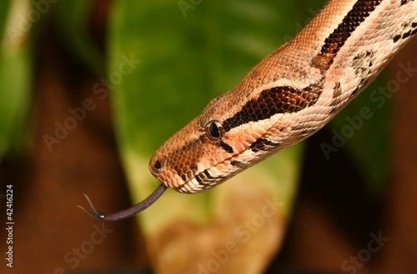 Obraz Boa constrictor