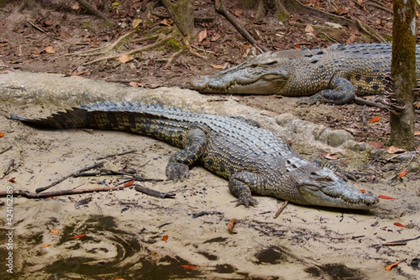 Obraz False gharial in a rescue center