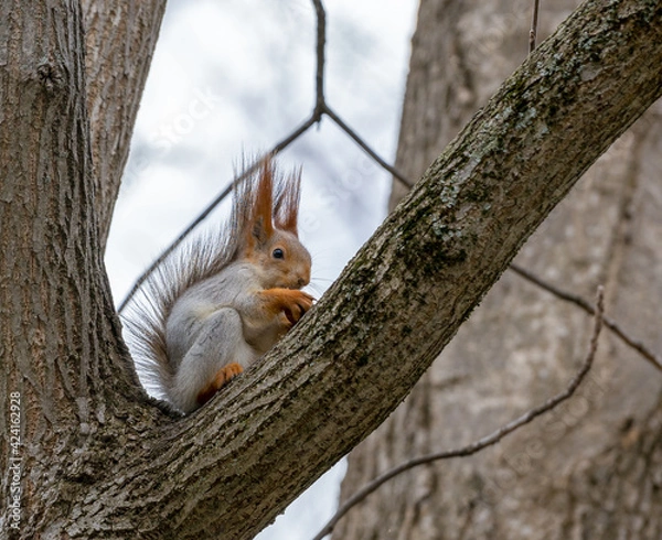 Fototapeta A wild red squirrel sits on a tree branch.