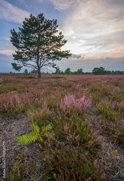 Obraz Heidelandschaft