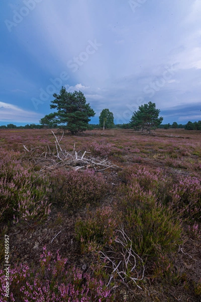Obraz Heidelandschaft